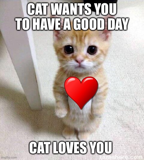 Cute Cat Meme | CAT WANTS YOU TO HAVE A GOOD DAY; CAT LOVES YOU | image tagged in memes,cute cat | made w/ Imgflip meme maker