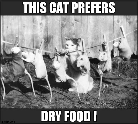 He Knows What He Wants ! | THIS CAT PREFERS; DRY FOOD ! | image tagged in cats,rats,food,choices | made w/ Imgflip meme maker