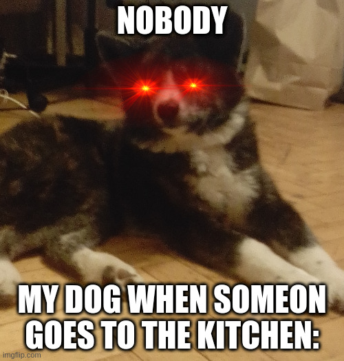 Dogs love to eat | NOBODY; MY DOG WHEN SOMEON GOES TO THE KITCHEN: | image tagged in akita puppy,doge,dog,lazy | made w/ Imgflip meme maker