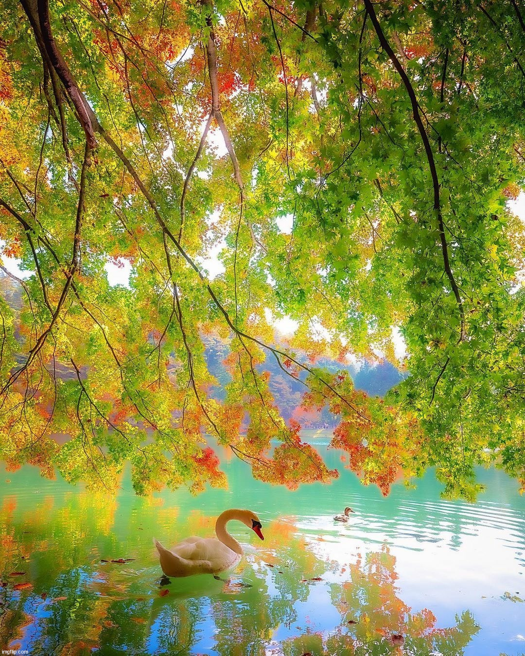 Lake swan | image tagged in awesome | made w/ Imgflip meme maker