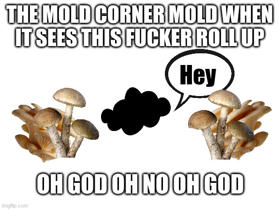 Mold! | THE MOLD CORNER MOLD WHEN IT SEES THIS FUCKER ROLL UP; Hey; OH GOD OH NO OH GOD | image tagged in blank white template | made w/ Imgflip meme maker