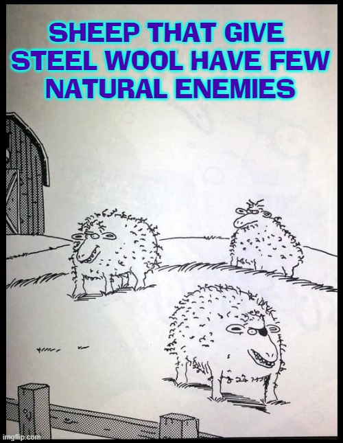 Baa-Baa, grey sheep have U any wool? Come pet me & find out, punk | SHEEP THAT GIVE 
STEEL WOOL HAVE FEW
NATURAL ENEMIES | image tagged in vince vance,steel wool,sheep,memes,brillo,comics/cartoons | made w/ Imgflip meme maker