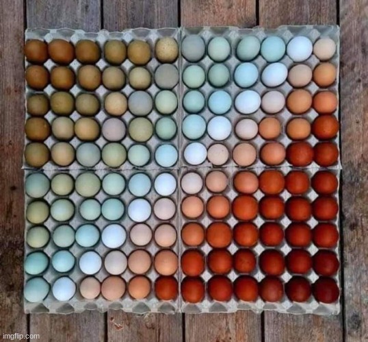 Eggs from different chickens | image tagged in satisfying,cool,fun,animals,food | made w/ Imgflip meme maker