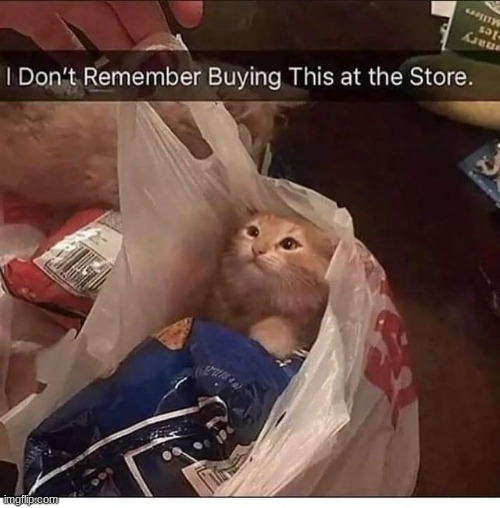 Best deal ever | image tagged in funny,cute,cats,funny memes,memes,animals | made w/ Imgflip meme maker