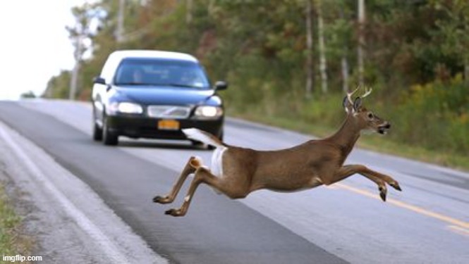 Deer | image tagged in deer | made w/ Imgflip meme maker