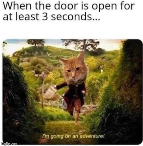 Adventure | image tagged in memes,cats,funny memes,funny | made w/ Imgflip meme maker