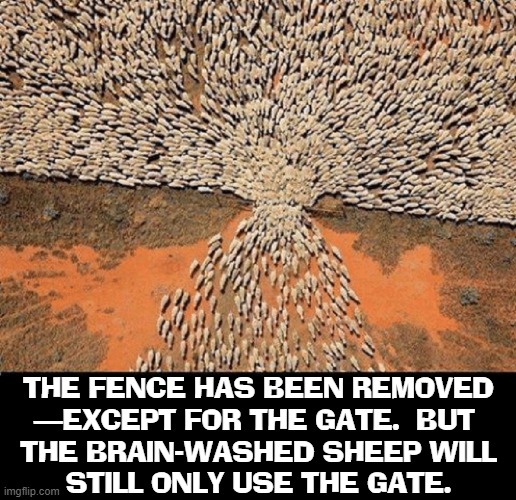 National Democratic Convention 2024 | THE FENCE HAS BEEN REMOVED
—EXCEPT FOR THE GATE.  BUT 
THE BRAIN-WASHED SHEEP WILL
STILL ONLY USE THE GATE. | image tagged in vince vance,libtards,stupid liberals,brainwashed,sheep,democratic national convention | made w/ Imgflip meme maker