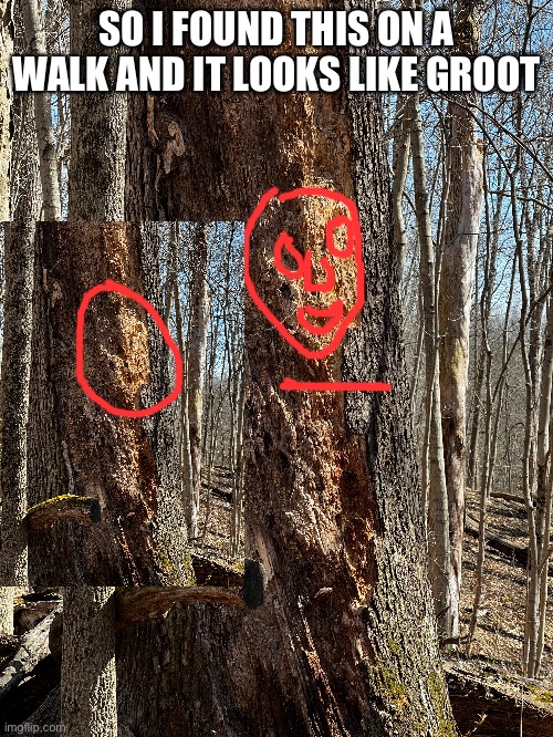 gRoOt | SO I FOUND THIS ON A WALK AND IT LOOKS LIKE GROOT | image tagged in walking,groot,tree | made w/ Imgflip meme maker