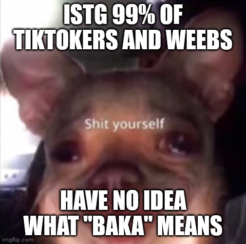 :moai: | ISTG 99% OF TIKTOKERS AND WEEBS; HAVE NO IDEA WHAT "BAKA" MEANS | image tagged in shit yourself dog | made w/ Imgflip meme maker