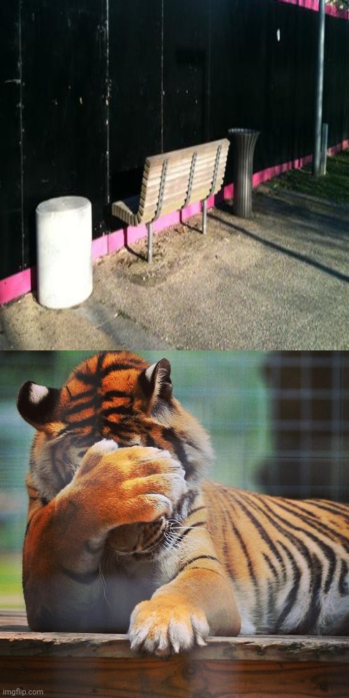 Facing the wall, hahahaha | image tagged in facepalm tiger,bench,benches,you had one job,memes,meme | made w/ Imgflip meme maker
