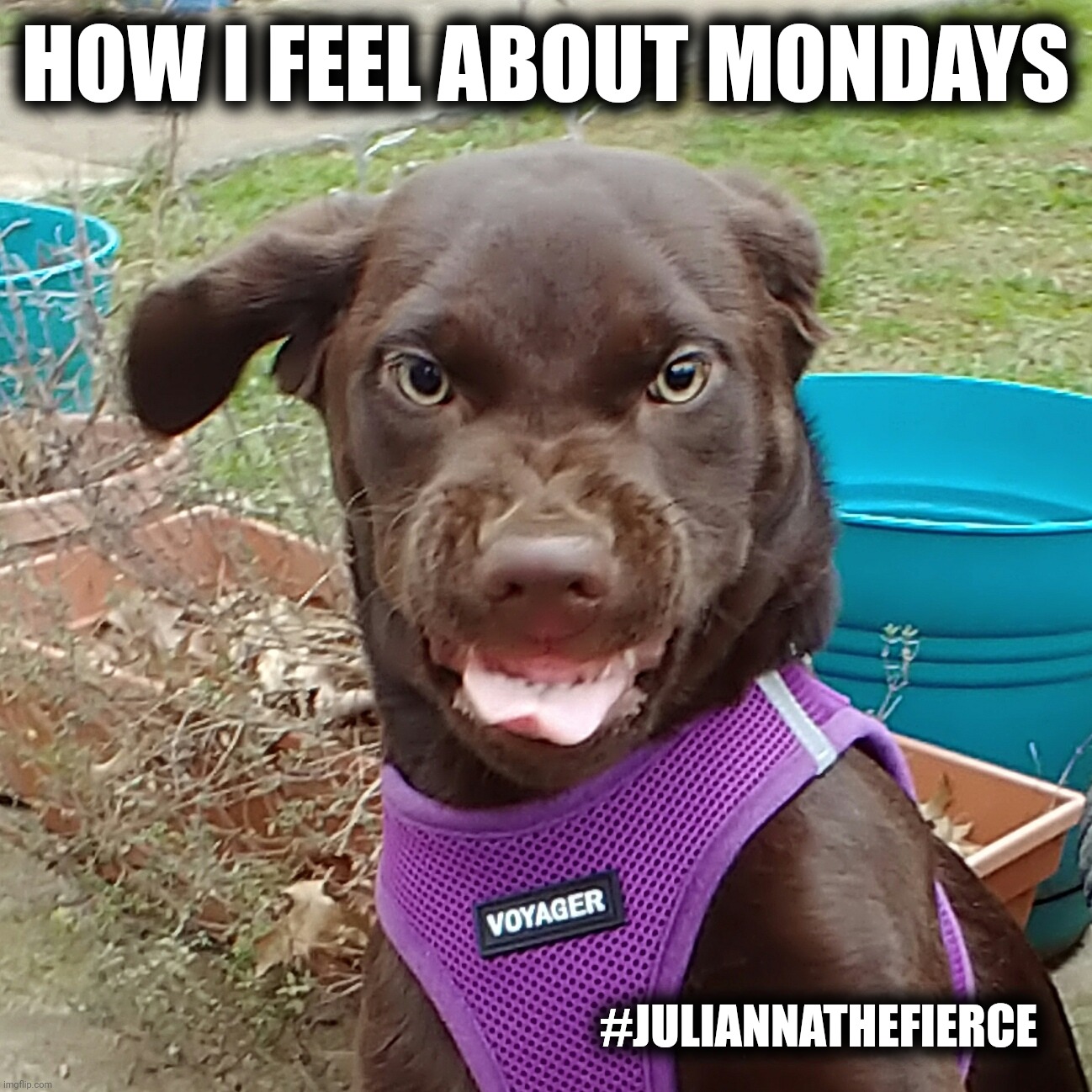How I feel about Mondays |  HOW I FEEL ABOUT MONDAYS; #JULIANNATHEFIERCE | image tagged in case of the mondays,mondays,mood,funny,memes,dogs | made w/ Imgflip meme maker