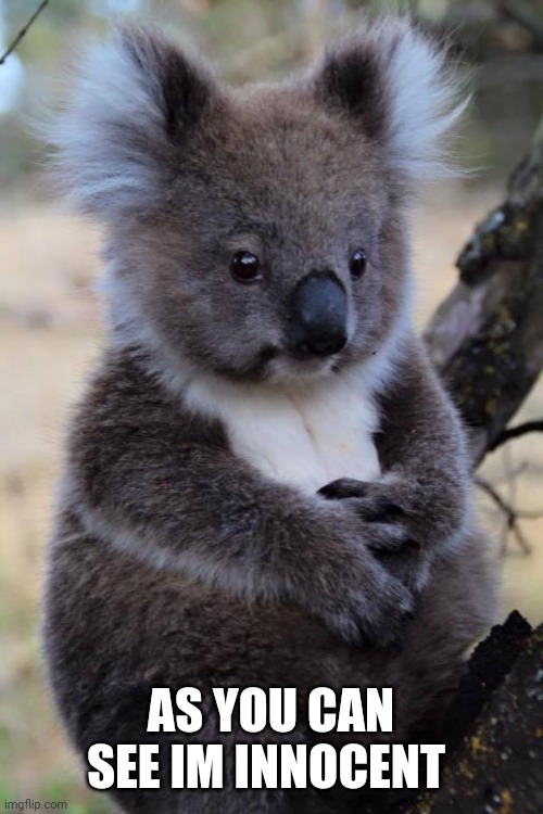 Innocent Koala | AS YOU CAN SEE IM INNOCENT | image tagged in innocent koala | made w/ Imgflip meme maker