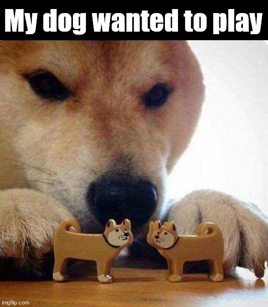 Doge dog playing with toy dogs | My dog wanted to play | image tagged in doge dog playing with toy dogs | made w/ Imgflip meme maker