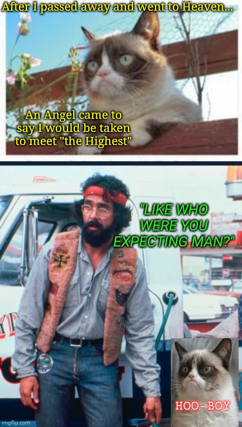 Grumpy Cat Amused | After I passed away and went to Heaven... An Angel came to say I would be taken to meet "the Highest"; "LIKE WHO WERE YOU EXPECTING MAN?"; HOO-BOY | image tagged in grumpy cat not amused,grumpy cat,rules | made w/ Imgflip meme maker