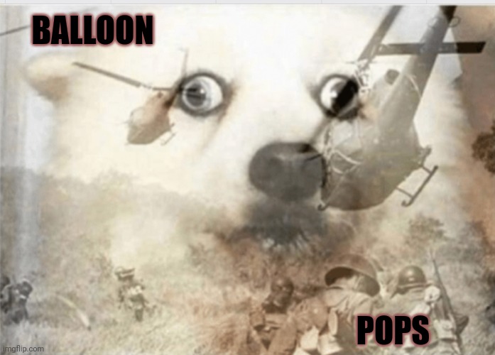 PTSD dog | BALLOON; POPS | image tagged in ptsd dog | made w/ Imgflip meme maker