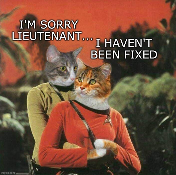 That face you make when... |  I HAVEN'T BEEN FIXED; I'M SORRY   LIEUTENANT... | image tagged in cats,awkward,star trek,there i fixed it,meow,that face you make when | made w/ Imgflip meme maker