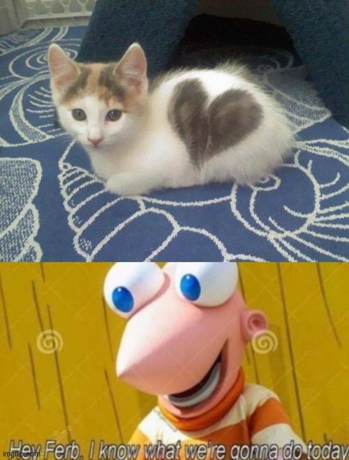Now phineas may be a zooiphile | image tagged in cute cat heart,hey ferb | made w/ Imgflip meme maker