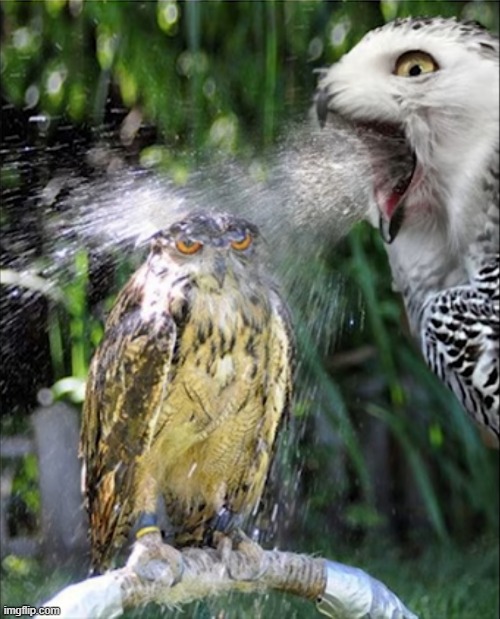 image tagged in awesome | made w/ Imgflip meme maker