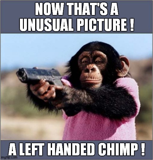 Armed And Fabulous ? | NOW THAT'S A UNUSUAL PICTURE ! A LEFT HANDED CHIMP ! | image tagged in weird,chimpanzee,pistol,front page | made w/ Imgflip meme maker