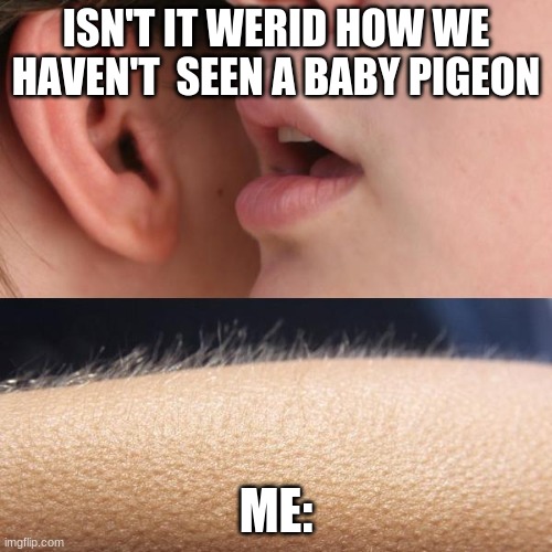 pigeon are cool |  ISN'T IT WERID HOW WE HAVEN'T  SEEN A BABY PIGEON; ME: | image tagged in whisper and goosebumps | made w/ Imgflip meme maker