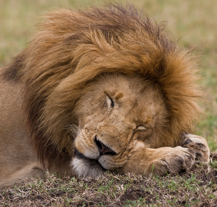 lion sleeping Blank Meme Template