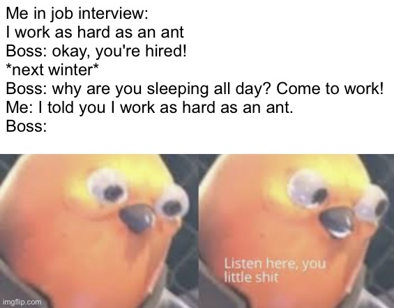 Listen here you little shit bird | Me in job interview: I work as hard as an ant
Boss: okay, you're hired!
*next winter*
Boss: why are you sleeping all day? Come to work!
Me: I told you I work as hard as an ant.
Boss: | image tagged in listen here you little shit bird | made w/ Imgflip meme maker