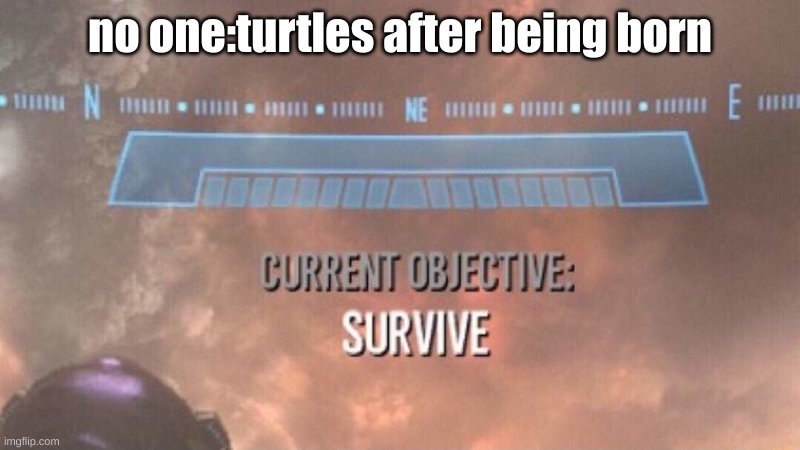 turtle shells | no one:turtles after being born | image tagged in current objective survive | made w/ Imgflip meme maker