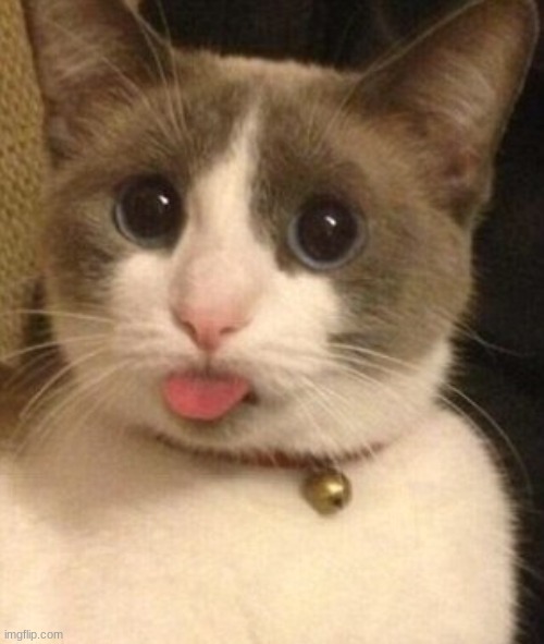 cat sticking tongue out | image tagged in cat sticking tongue out | made w/ Imgflip meme maker