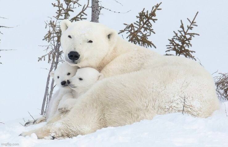 All in the family | image tagged in polar bears,hugs,keep smiling | made w/ Imgflip meme maker