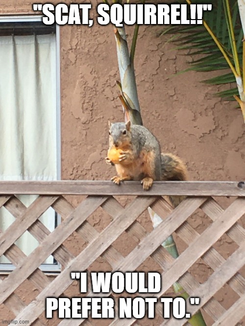 Scat,Squirrel! Melville's Bartleby | "SCAT, SQUIRREL!!"; "I WOULD    PREFER NOT TO." | image tagged in bartleby the squirrel | made w/ Imgflip meme maker
