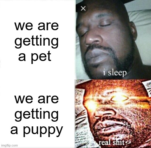 Sleeping Shaq | we are getting a pet; we are getting a puppy | image tagged in memes,sleeping shaq | made w/ Imgflip meme maker