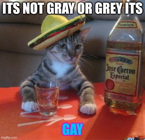 Mexican Cat | ITS NOT GRAY OR GREY ITS GAY | image tagged in mexican cat | made w/ Imgflip meme maker