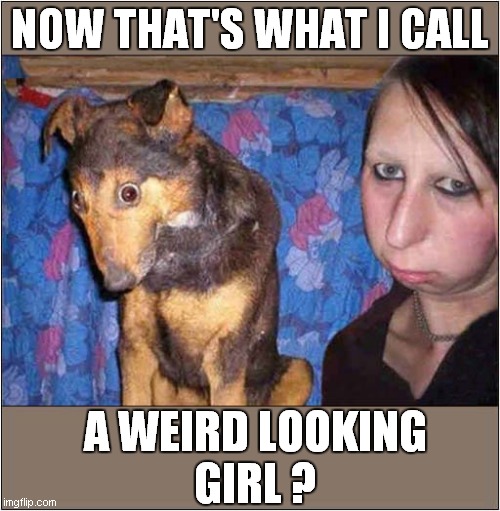 Beauty Is In The Eye Of The Beholder ! | NOW THAT'S WHAT I CALL; A WEIRD LOOKING
GIRL ? | image tagged in dogs,now thats what i call,weird,girl | made w/ Imgflip meme maker