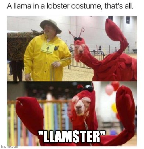 Llama lobster | "LLAMSTER" | image tagged in llama,lobster | made w/ Imgflip meme maker