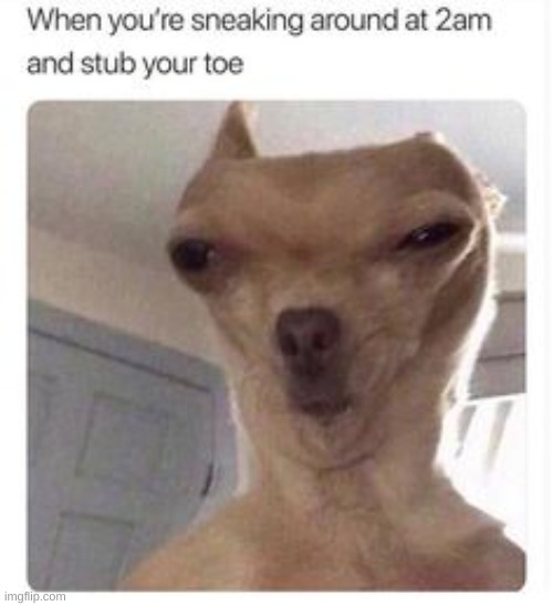 RELATABLE | image tagged in dog,relatable | made w/ Imgflip meme maker