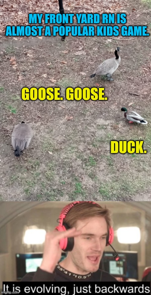 My front yard view | MY FRONT YARD RN IS ALMOST A POPULAR KIDS GAME. GOOSE. GOOSE. DUCK. | image tagged in it is evolving just backwards | made w/ Imgflip meme maker