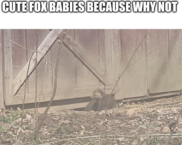 :) | CUTE FOX BABIES BECAUSE WHY NOT | image tagged in fox | made w/ Imgflip meme maker