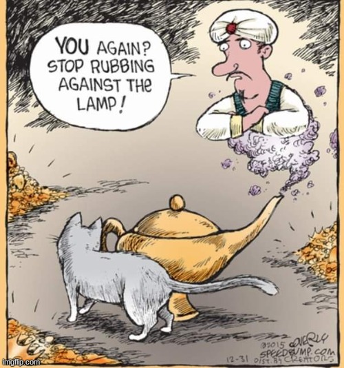 Cats rub everything lol | image tagged in comics/cartoons,funny,cats,animals,cute | made w/ Imgflip meme maker