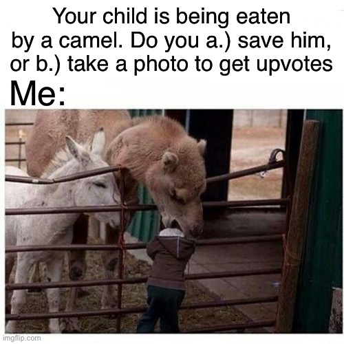 Camels. Love ‘em | Your child is being eaten by a camel. Do you a.) save him, or b.) take a photo to get upvotes; Me: | image tagged in memes | made w/ Imgflip meme maker