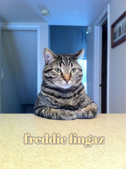 Take A Seat Cat | freddie fingaz | image tagged in memes,take a seat cat,slavic lives matter,freddie fingaz | made w/ Imgflip meme maker