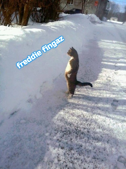 Cat Snow | freddie fingaz | image tagged in cat snow,slavic lives matter,freddie fingaz | made w/ Imgflip meme maker