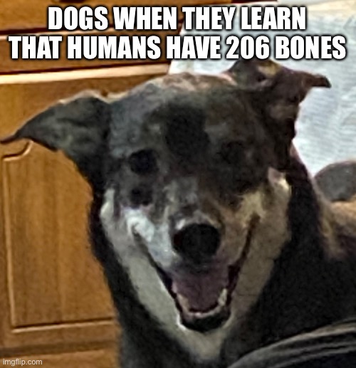 Scary Dog | DOGS WHEN THEY LEARN THAT HUMANS HAVE 206 BONES | image tagged in dog,bones | made w/ Imgflip meme maker