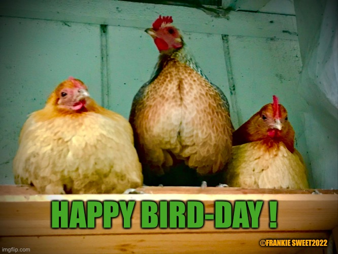 Happy Bird-Day |  HAPPY BIRD-DAY ! ©FRANKIE SWEET2022 | image tagged in happy birthday,chickens,celebrate,hens roost,birds | made w/ Imgflip meme maker
