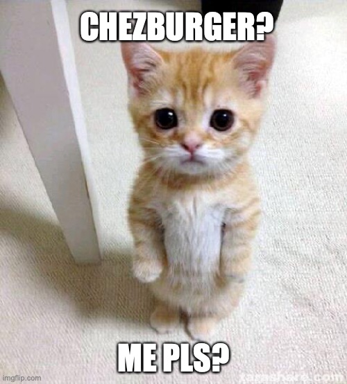 chezeburger cat | CHEZBURGER? ME PLS? | image tagged in memes,cute cat | made w/ Imgflip meme maker