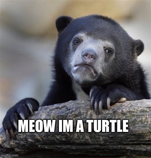 meow *snake noises* |  MEOW IM A TURTLE | image tagged in memes,confession bear | made w/ Imgflip meme maker