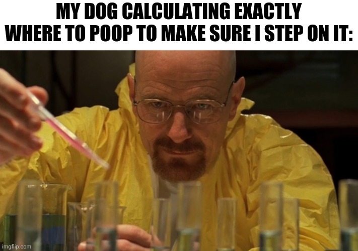 Water carefully picking | MY DOG CALCULATING EXACTLY WHERE TO POOP TO MAKE SURE I STEP ON IT: | image tagged in walter white cooking,memes,funny,dogs,funny memes | made w/ Imgflip meme maker