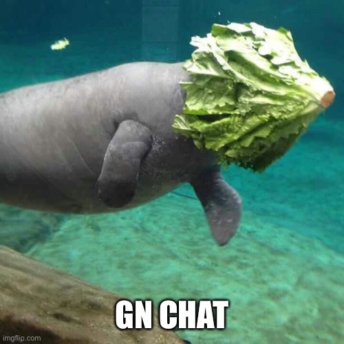 Gn | GN CHAT | image tagged in manatee lettuce faceplant | made w/ Imgflip meme maker