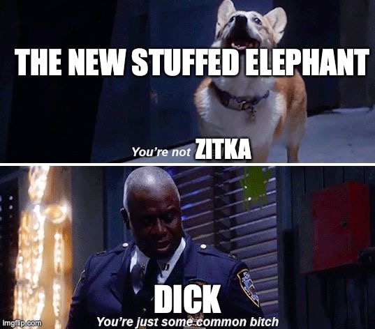 Common bitch | THE NEW STUFFED ELEPHANT; ZITKA; DICK | image tagged in common bitch | made w/ Imgflip meme maker
