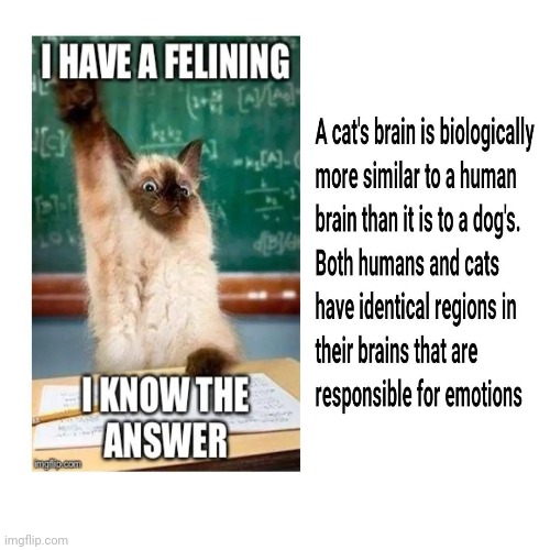 We are a like | image tagged in cat,oerson,brain | made w/ Imgflip meme maker
