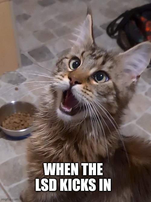 When the LSD kicks in - Cat Meme |  WHEN THE LSD KICKS IN | image tagged in cat meme,lsd,funny memes,funny,kitten,drugs | made w/ Imgflip meme maker